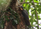 Great Slaty Woodpecker