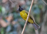 Black-crested Bulbul 