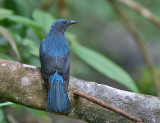 Asian Fairy Bluebird