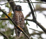 Brown Hawk Owl