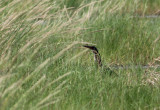 Black Bittern