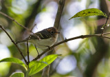 Sunda Warbler