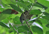 Crescent-chested Babbler