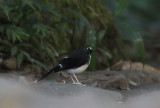 Sunda Forktail