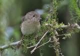 Javan Fulvetta