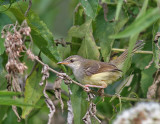 Bar-winged Prinia