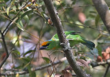 Flame-fronted Barbet