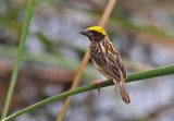 Streaked Weaver