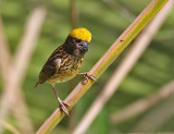 Streaked Weaver