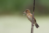 Baya Weaver