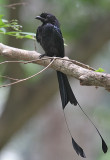 Greater Racket-tailed Drongo