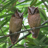 White-fronted Scops Owls