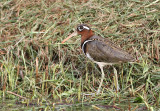 Greater Painted Snipe