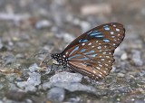 Dark Blue Tiger  (Tirumala septentrionis)