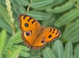 Peacock Pansy (Junonia almana)