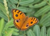 Peacock Pansy (Junonia almana) male