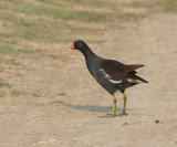 Common Moorhen.