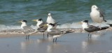 Great  Crested Tern