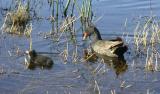 Dusky Moorhen