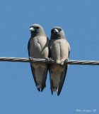 Ashy Wood Swallow