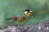 Silver-eared Mesia