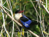 Black-capped Kingfisher