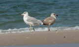 Pallass and Slaty-backed Gull