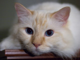 Milo the Cat.jpg