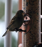 Little Sparrow