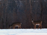 Deer On the Hill