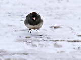 Little Junco Hopping Across the Cold Snow