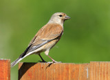 Carduelis cannabina