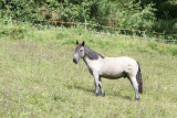 Birgit's horse