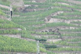 Vineyards in Mosel, Germany
