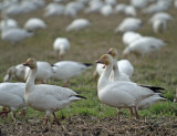 Snow Goose