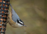 Red-breasted Nuthatch