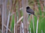 Black Phoebe