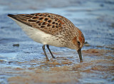 Western Sandpiper
