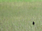 Bobolink