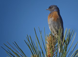 Western Bluebird