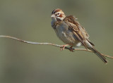 Lark Sparrow