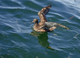 Sooty Shearwater