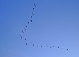 Brown Pelican