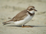 Semipalmater plover