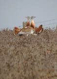 Grote trap / Great Bustard