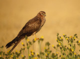 Grauwe kiekendief / Montagues Harrier