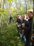 2011 Raddes boszanger / Raddes Leaf Warbler