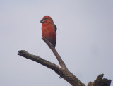 Grote Kruisbek / Parrot Crossbill