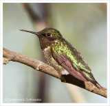 Colibri  gorge rubis (m) / Archilochus colubris