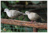 Tourterelle turque / Streptopelia decaocto 